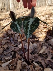 Trillium decipiens