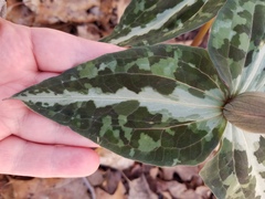 Trillium decipiens