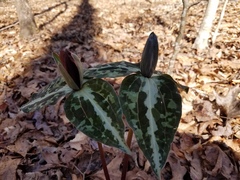 Trillium decipiens