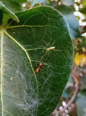 Myrmaplata plataleoides