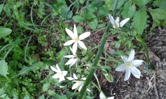 Ornithogalum pyramidale