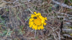 Helenium pinnatifidum