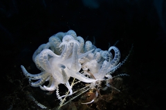 Phyllodesmium iriomotense