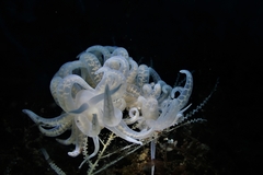 Phyllodesmium iriomotense