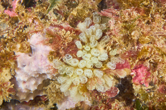 Pycnoclavella communis