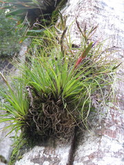 Tillandsia tricolor