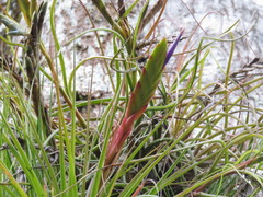 Tillandsia tricolor