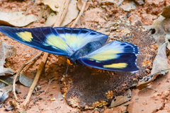 Euphaedra janetta janetta