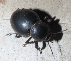 Ocnodes scrobicollis