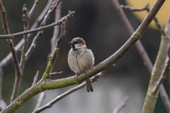 Passer domesticus
