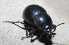 Ocnodes scrobicollis