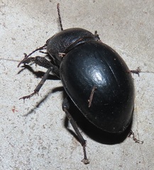Ocnodes scrobicollis