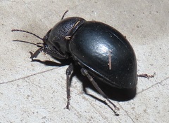 Ocnodes scrobicollis