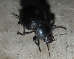 Ocnodes scrobicollis