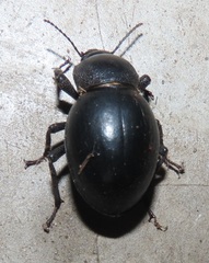 Ocnodes scrobicollis