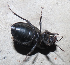 Ocnodes scrobicollis
