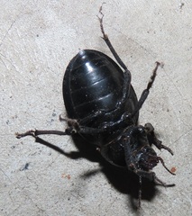 Ocnodes scrobicollis