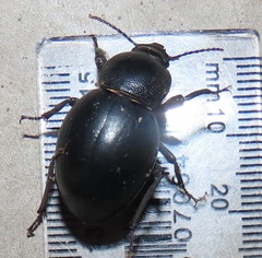 Ocnodes scrobicollis