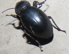 Ocnodes scrobicollis