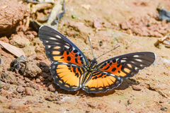Pseudacraea warburgi