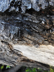 Chauliognathus magellanicus