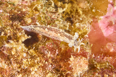 Duvaucelia manicata