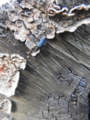 Chauliognathus magellanicus