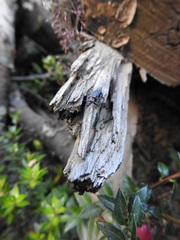 Chauliognathus magellanicus