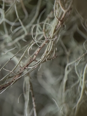 Usnea scabrata