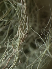 Usnea scabrata