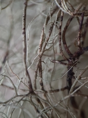 Usnea scabrata