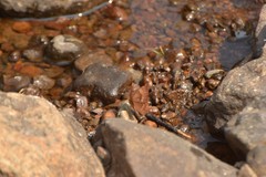 Abisara bifasciata suffusa