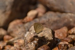 Abisara bifasciata suffusa
