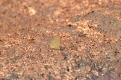 Abisara bifasciata suffusa