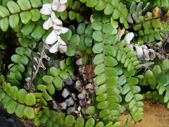 Blechnum blechnoides
