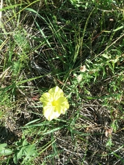 Oenothera hartwegii