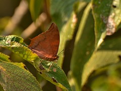 Charaxes psaphon