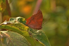 Charaxes psaphon