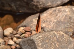 Charaxes psaphon