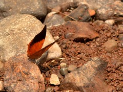 Charaxes psaphon