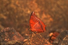 Charaxes psaphon