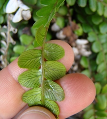 Blechnum blechnoides