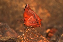 Charaxes psaphon