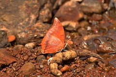 Charaxes psaphon