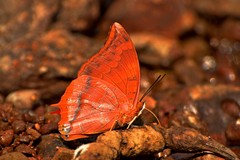 Charaxes psaphon