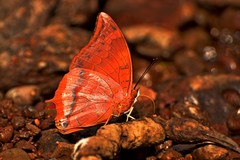 Charaxes psaphon