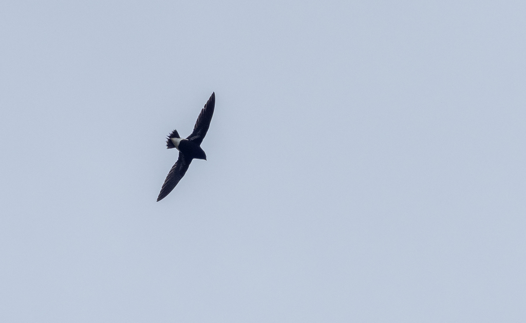 Purple Needletail (Hirundapus celebensis) photo