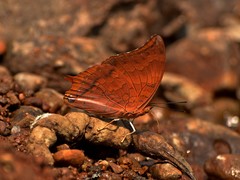 Charaxes psaphon