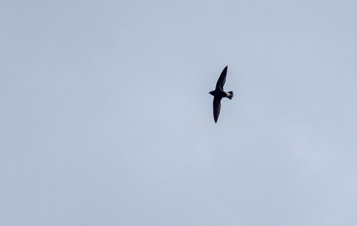 Purple Needletail (Hirundapus celebensis), photo 5
