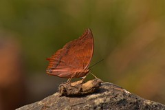 Charaxes psaphon